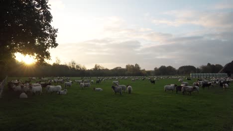 sheep grazing at sunset