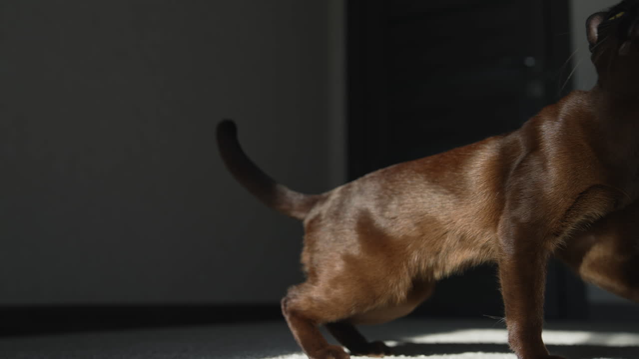 Cat laying down looking outside. Close up of pet cat resting in the house. Cat in living room. Lazy pet cat resting in sunlight inside the home