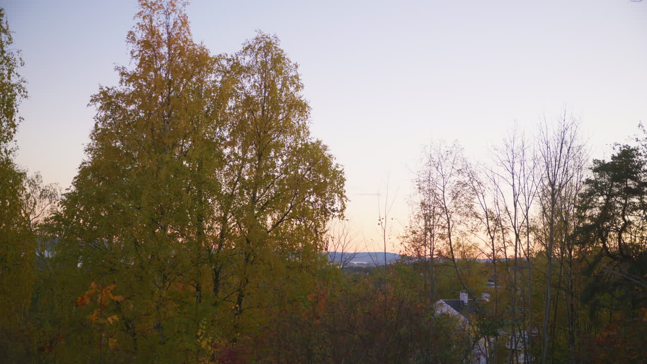 Wide shot of a tree with yellow leaves and a sunset in the background