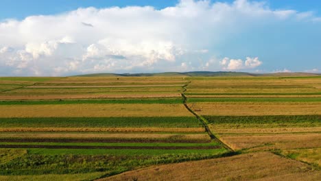 aerial drone footage of golden fields ready for season harvest