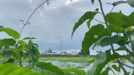 View-Of-Kailashtilla-Gas-Field-Plant-Seen-Burning-Orange-Flame-In-Background-Through-Plants