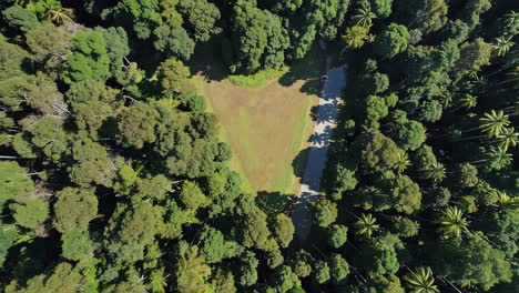 aerial view of a lush green forest with a path
