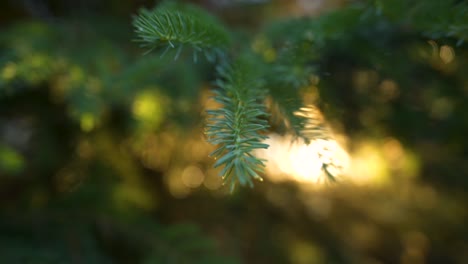 beautiful green tree needles at sunset in algonquin park backcountry