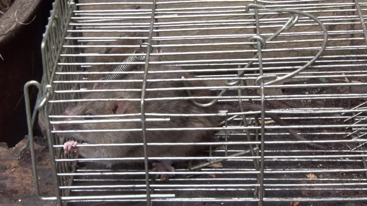 A Norwegian or Brown Rat, Rattus norvegicus, caught in a live trap in an urban garden. UK