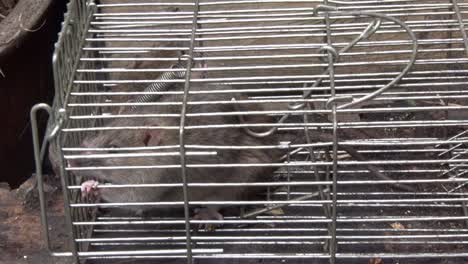 a norwegian or brown rat, rattus norvegicus, caught in a live trap in an urban garden. uk