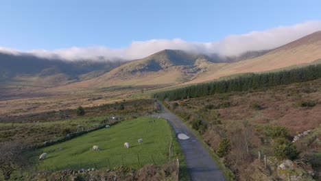 drone flying over lane to the hills with sheep comeragh mountains waterford ireland in winter