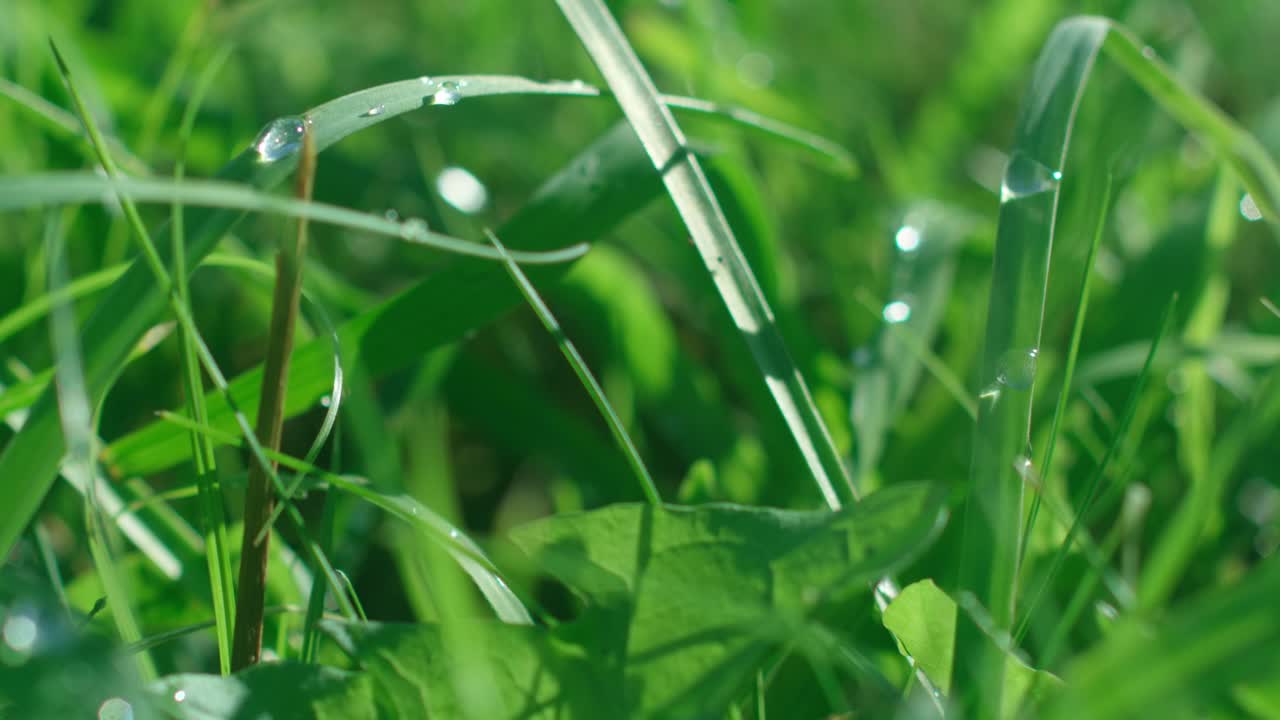 Close up of green grass with waterdrops