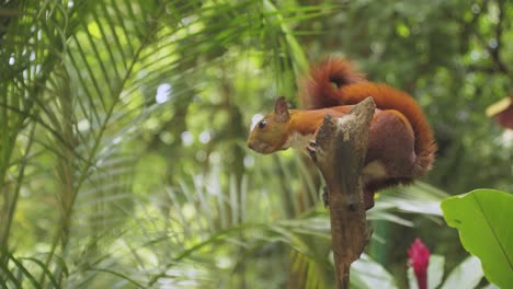 Cute-red-squirrel-on-a-tree-eating-nut,-animals-and-nature