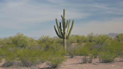 old saguaro cactus with many arms standing alone in desert landscape