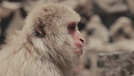 macaco japonés, mono de nieve sentado - de cerca