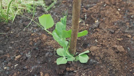 brotes de guisantes recién trasplantados en el suelo