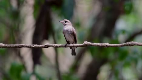 El-Papamoscas-Marrón-Asiático-Es-Un-Pequeño-Pájaro-Paseriforme-Que-Se-Reproduce-En-Japón,-Himalaya-Y-Siberia