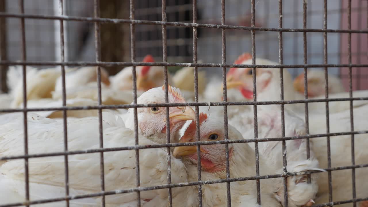 A lot of chickens in a cage wait for buyers in shop of fresh products. Chickens in the local asian market. Closeup