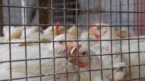 a lot of chickens in a cage wait for buyers in shop of fresh products. chickens in the local asian market. closeup