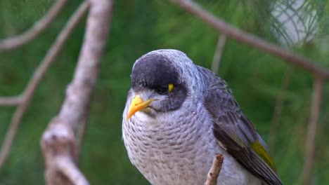 un ruidoso minero, manorina melanocephala encaramado en la rama en un día de viento, preguntándose alrededor y mirando fijamente a la cámara, alertado por los alrededores y saltar lejos, disparo de cerca