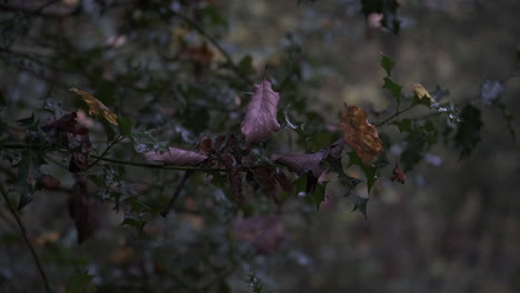 Hojas-De-Otoño-Pegadas-En-Un-Acebo-Verde-Oscuro-En-Un-Bosque-En-El-Reino-Unido