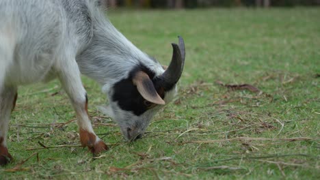 Baby-goat-grazes-on-grass,-low-angle-detailed-closeup-in-open-field