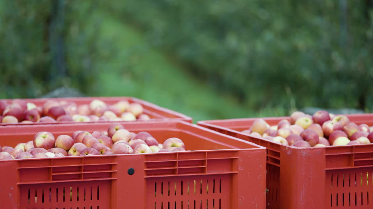 새로 뽑은 사과로 가득 찬 상자, 끔하게 쌓여 가을에 농장에 운반할 준비가 되어 있습니다.