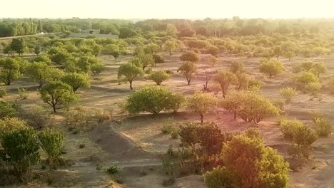 pistachio tree scattered in the field in a drone shot aerial wide view of spring summer time season green leaf farmers in farmland sunshine flare shadow in the morning wild forest natural environment