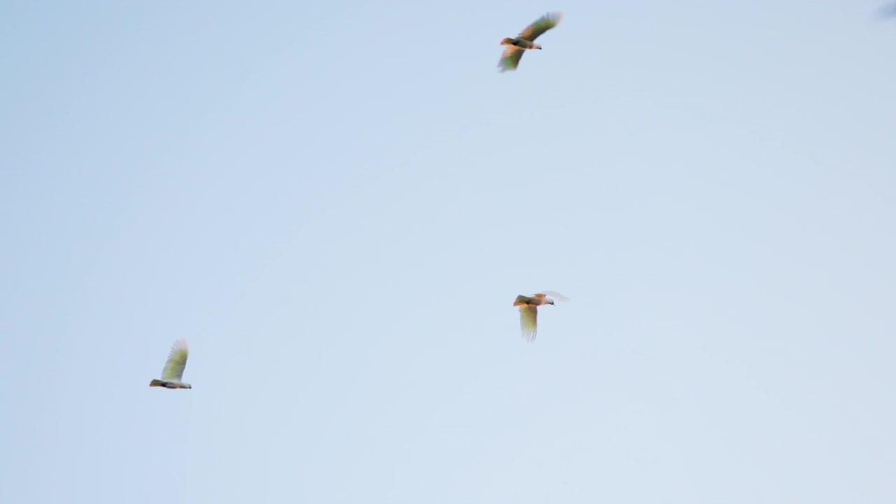 A sulphur-crested cockatoo glides through a vivid blue sky, joined by two more birds in a lively aerial dance above Canberra.