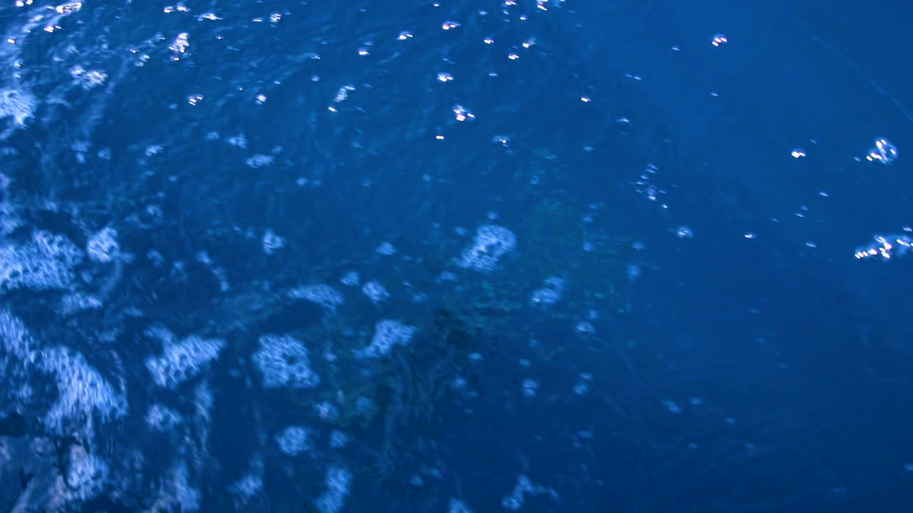 delfín nadando juguetonamente bajo el agua antes de salir a la superficie para tomar aire