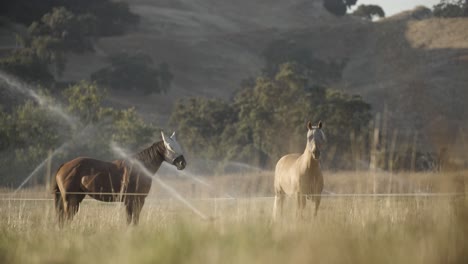 two ranch horses standing in an irrigated pasture during golden hour