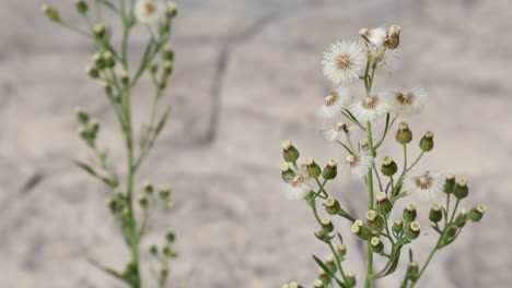 a-dandelion-with-the-seeds-off