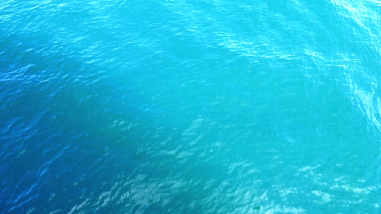 delfines ballena franca sin aleta dorsal cazando en aguas cristalinas