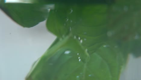 Una-Foto-Macro-Escénica-De-Una-Hoja-De-Menta-Verde-Fresca-Y-Orgánica-Llena-De-Agua-Caliente-En-Un-Vaso,-Vapor-Y-Burbujas,-Té-Desintoxicante-Fresco-Y-Saludable,-Profundidad-De-Campo-Borrosa,-Video-Cinematográfico-Lento-Y-Suave-De-4k