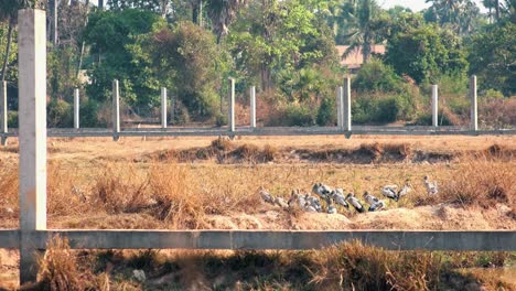 Wide-Shot-Time-Lapse-of-Resting,-Big-Birds-Through-a-Fence-Resting-on-a-Field