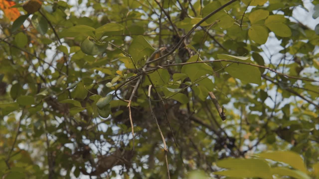 Slow panning shot showing autumnal tree leaves and bare branches in a rainforest