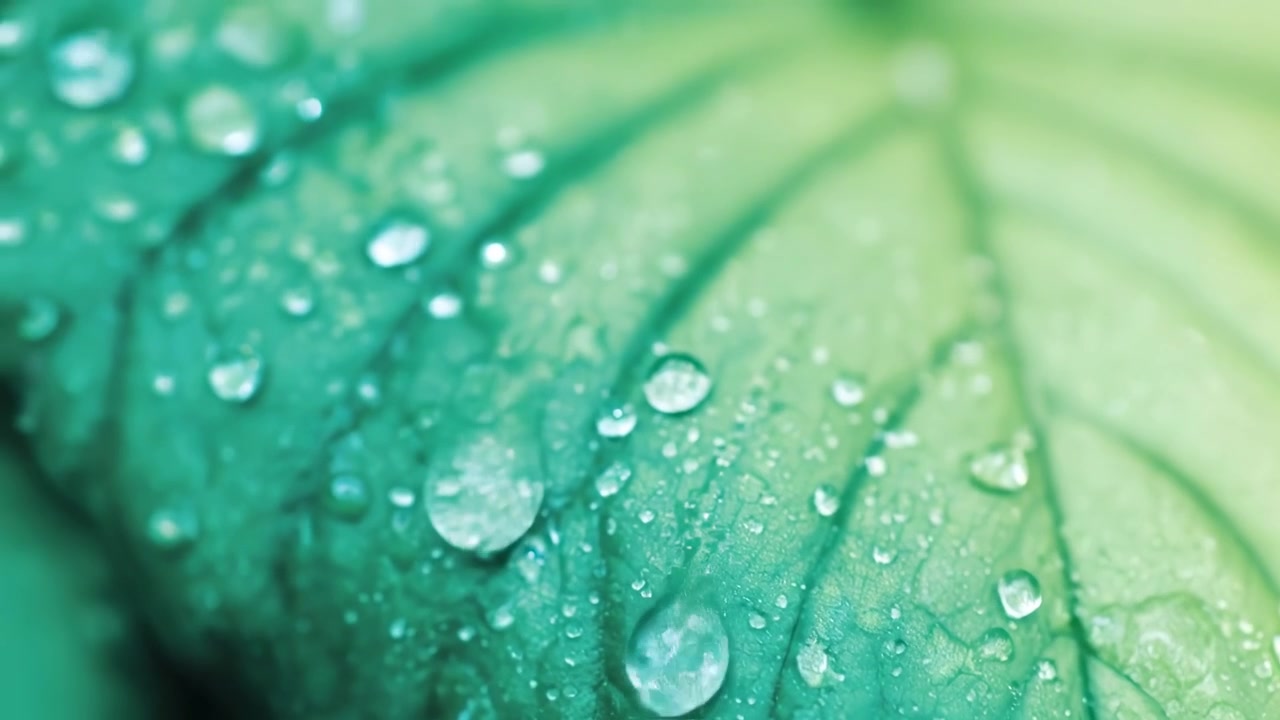 Close-up de Gotas de Chuva em uma Folha Verde Vibrante