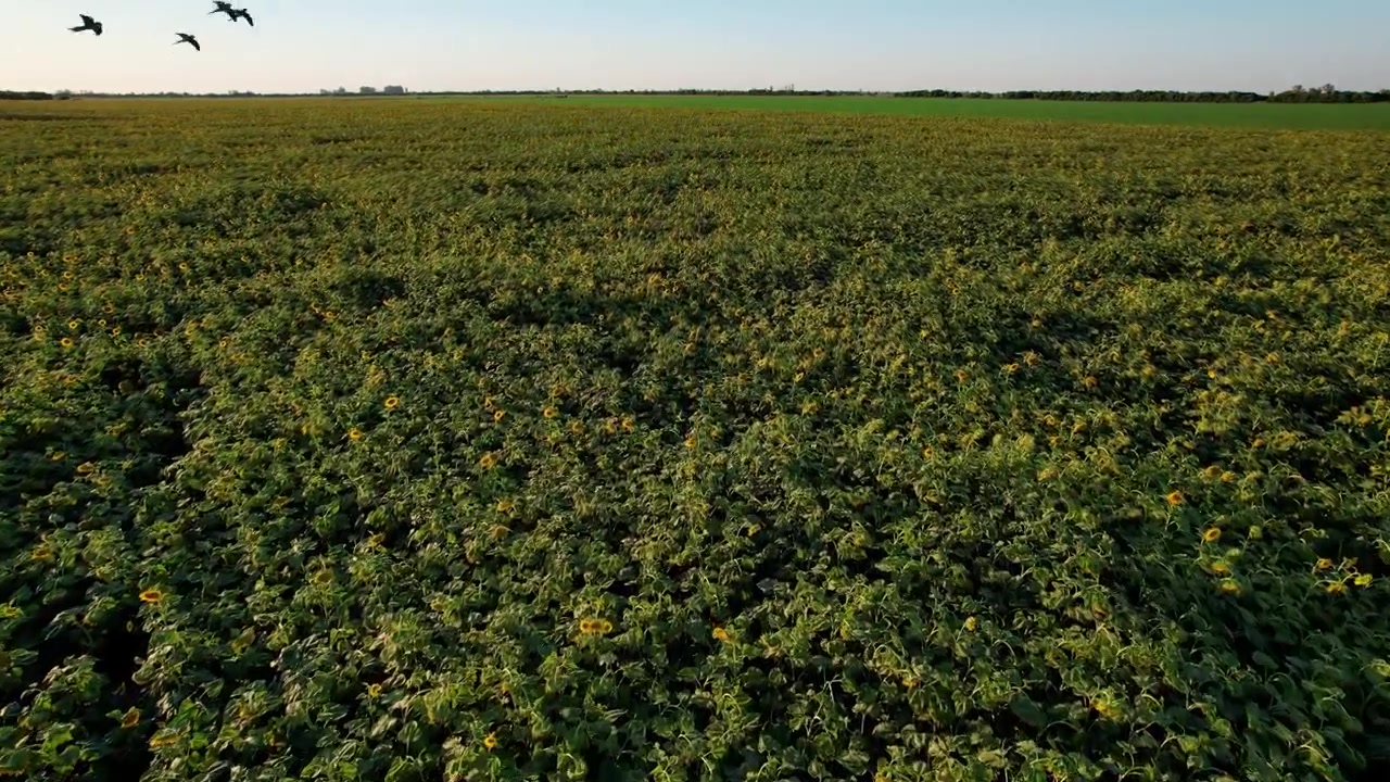 Framåtgående kamerarörelse över vidsträckta industriella solrosfält med flygande fåglar och intilliggande fält med olika grödor i den bördiga argentinska agroindustriella exportregionen vid solnedgången.