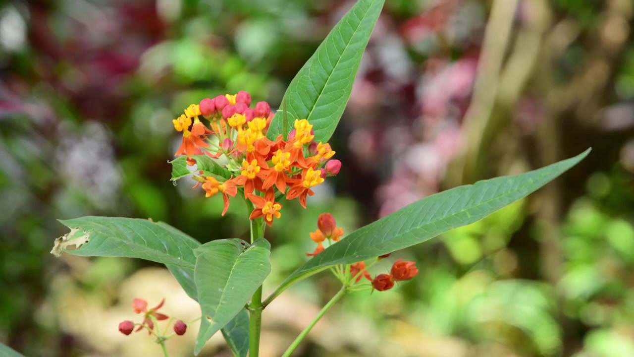 Primo piano di fiori arancioni e gialli con foglie verdi