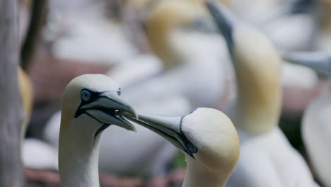 Northern-gannet-face-close-up-in-4k-60fps-slow-motion-taken-at-ile-Bonaventure-in-Percé,-Québec,-Gaspésie,-Canada