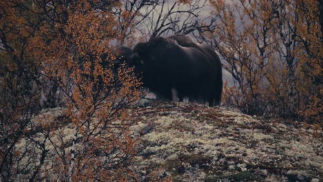 Bueyes-Almizcleros-En-La-Tundra-Otoñal-De-Dovrefjell,-Noruega---Ancho