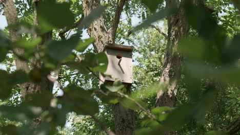 sparrow landing on wooden birdhouse in forest