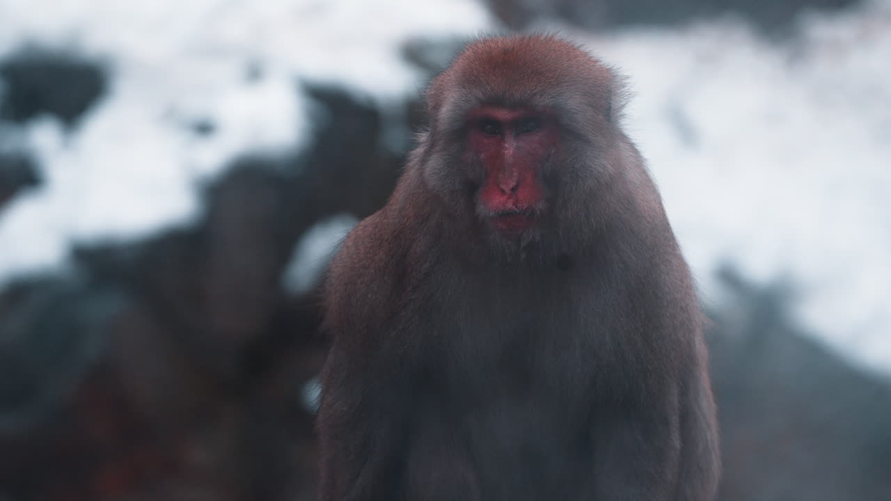 Snow monkeys relaxing in a hot spring at Jigokudani Monkey Park in Nagano, Japan, amidst a snowy landscape