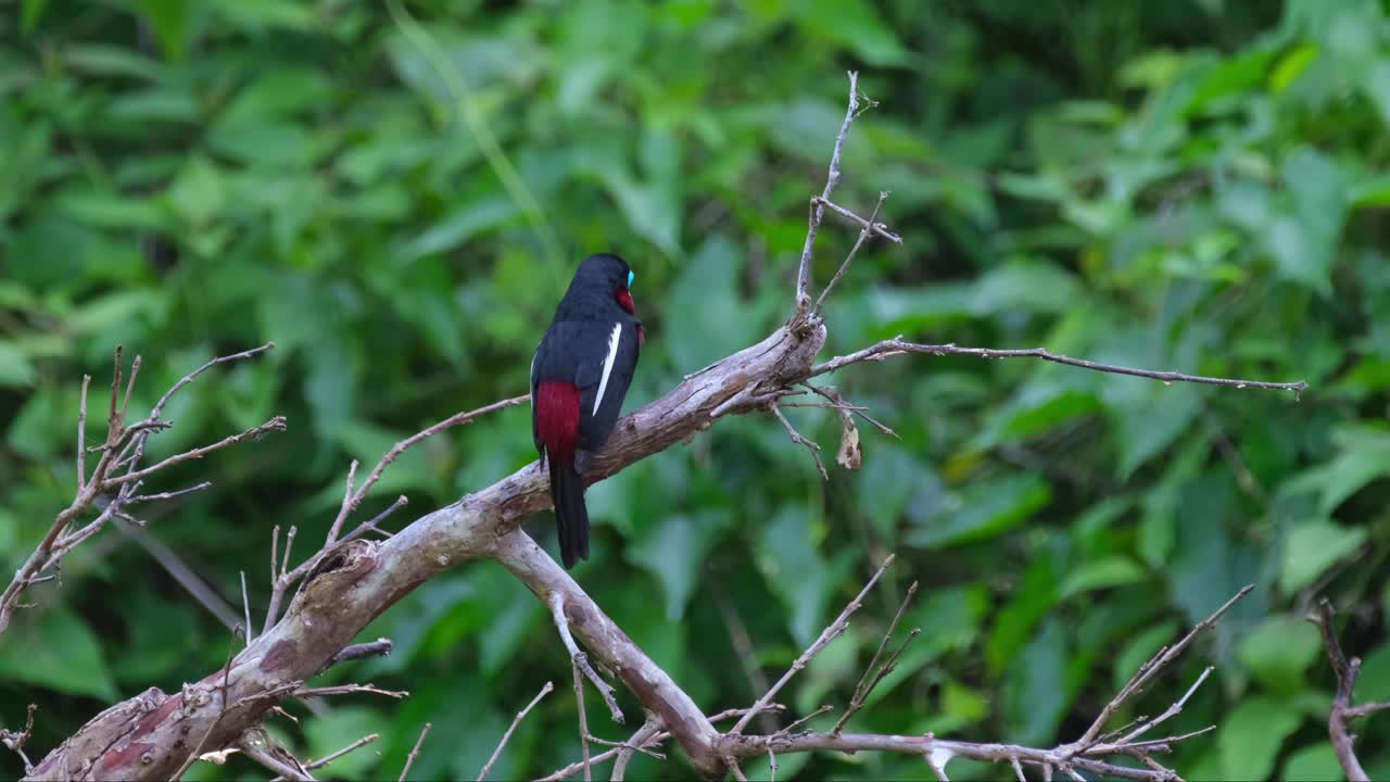 mirando hacia el bosque, con la espalda hacia la cámara, el cymbirhynchus macrorhynchus de pico ancho negro y rojo está posado en un árbol desnudo caído