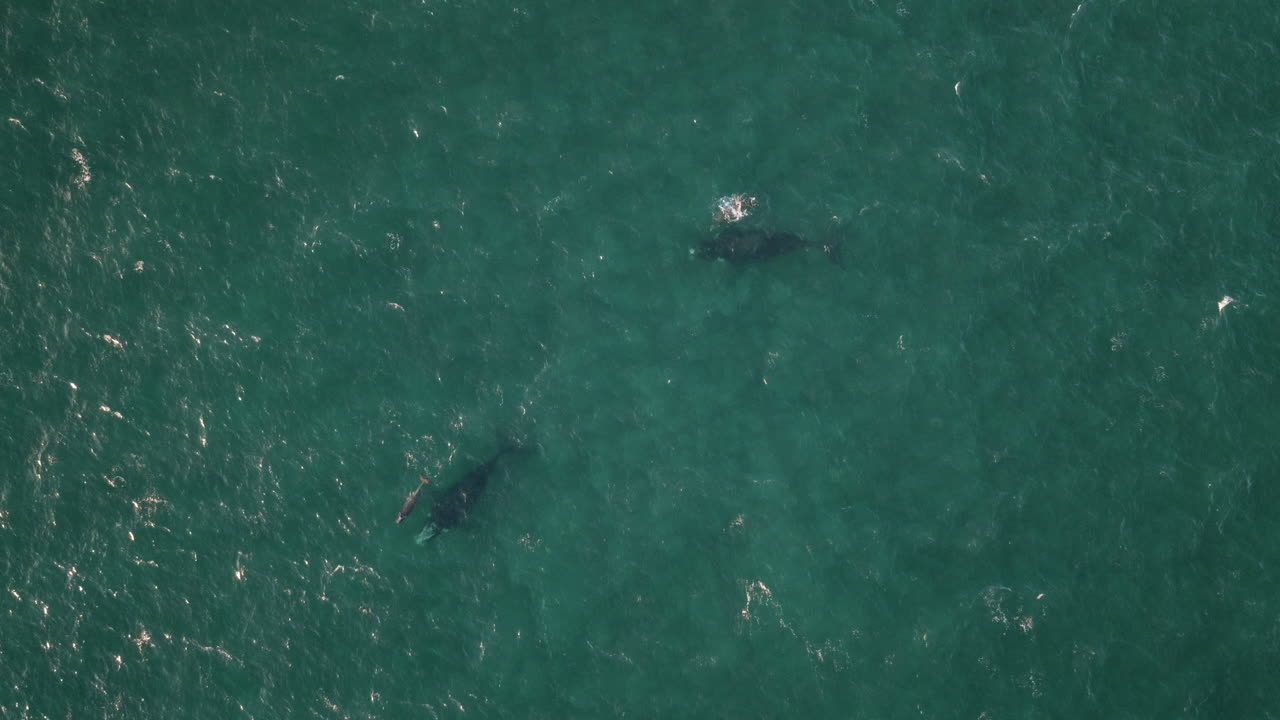 A heartwarming scene of a mother southern right whale swimming closely with her calf near Puerto Madryn