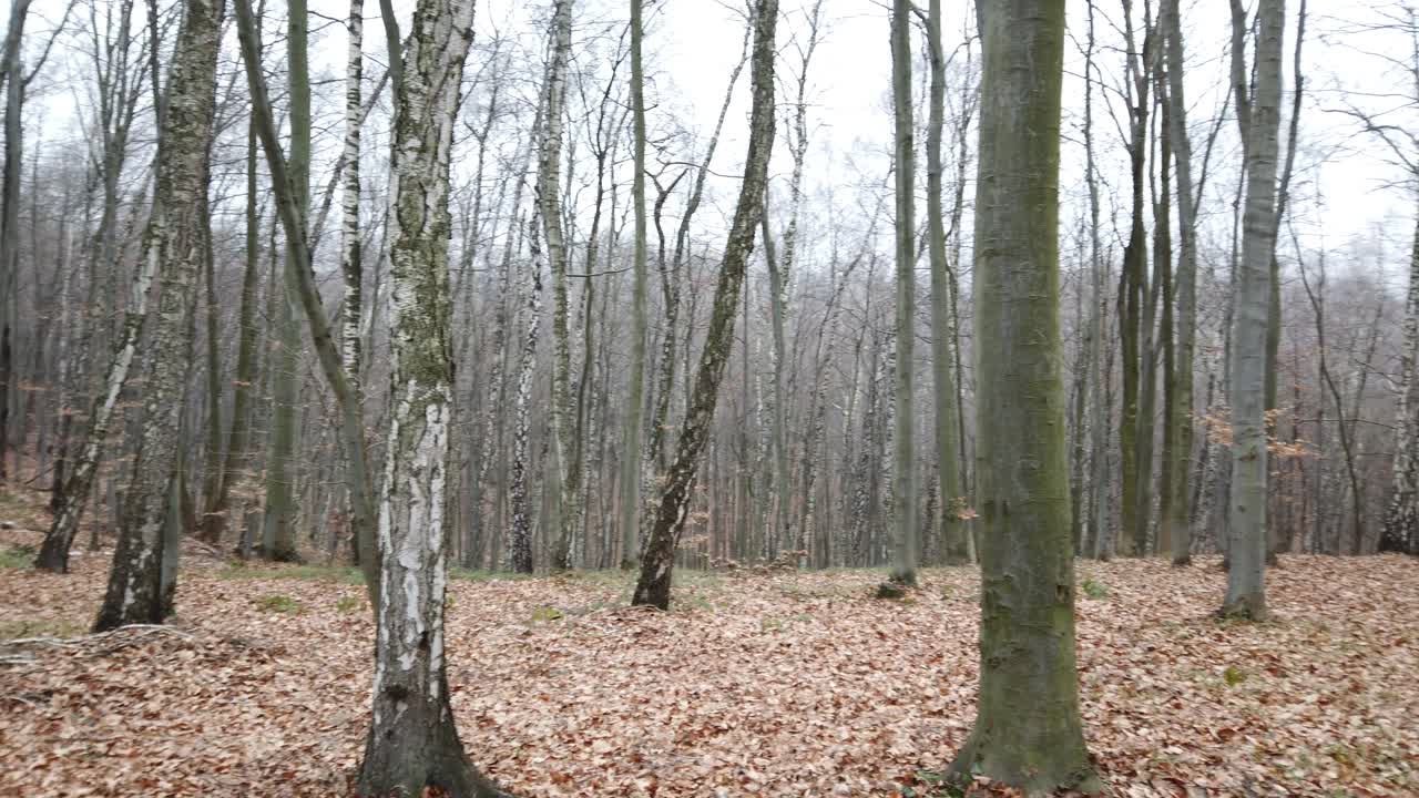Riprese nella foresta invernale