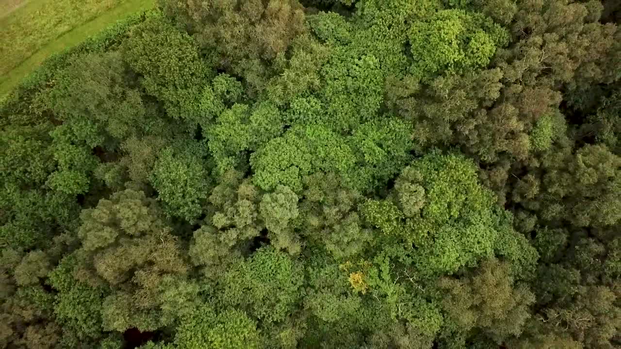 Forest Trees Blowing in the Wind Drone Aerial Shot