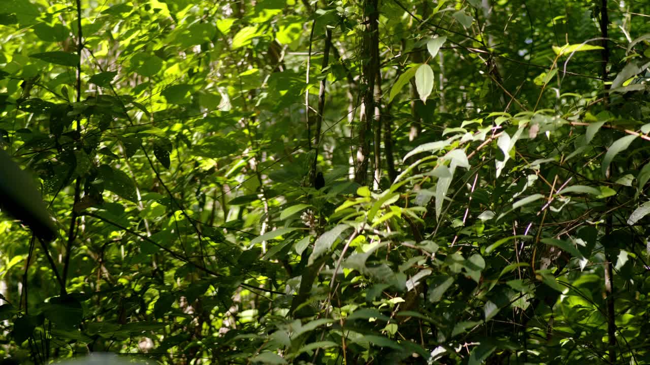 Small bird between green leaves in the amazon rain forest