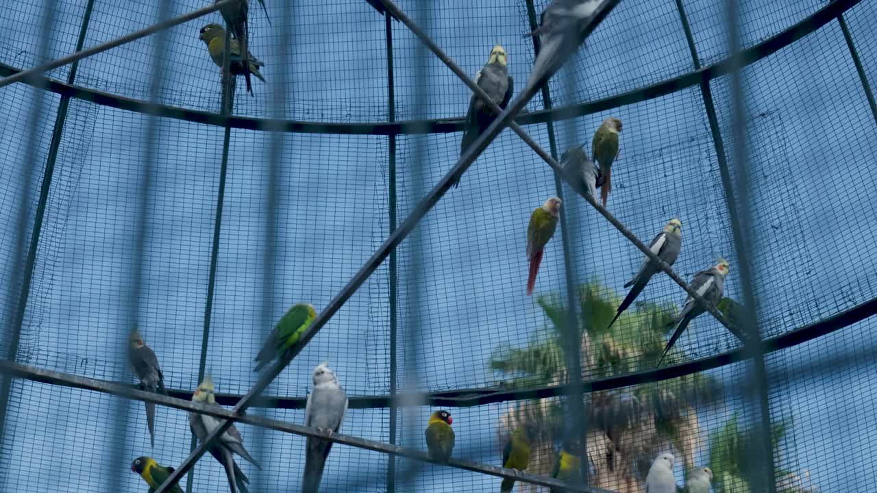 Parrots in a Large Cage