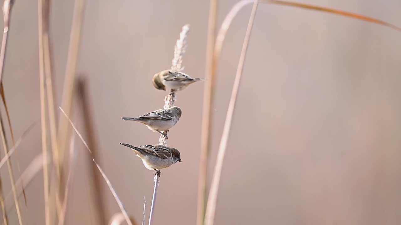 Primer plano detallado de un gorrión del Sind al amanecer. El sol cálido enfatiza sus vibrantes tonos rojizos y los intrincados patrones de su plumaje en la hierba alta.