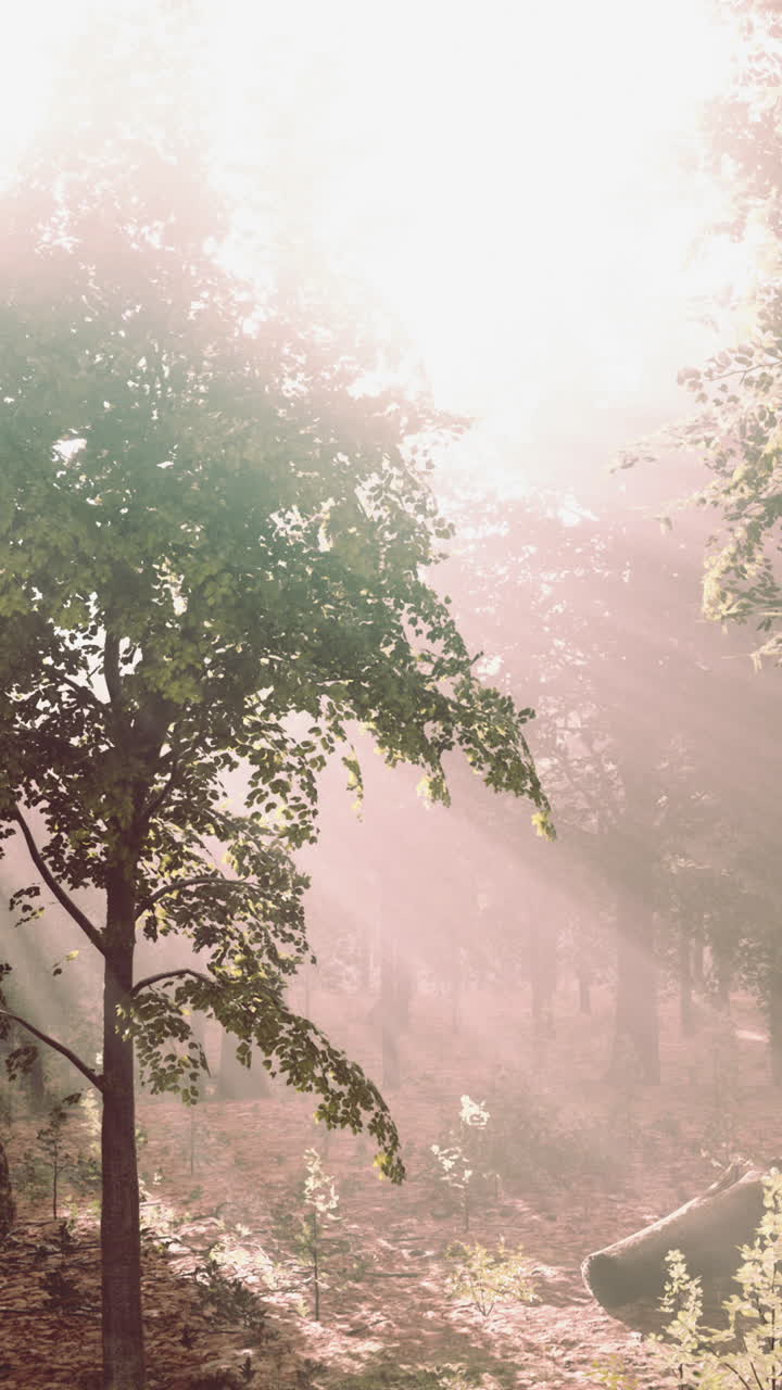 숲 속 의 안개 를 가로질러 빛나는 빛