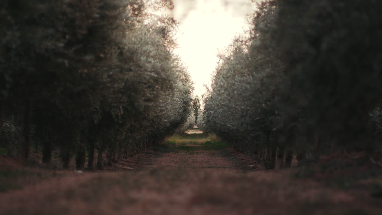 Olive tree grove landscape