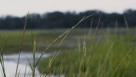 marsh grass close up in early morning light, static