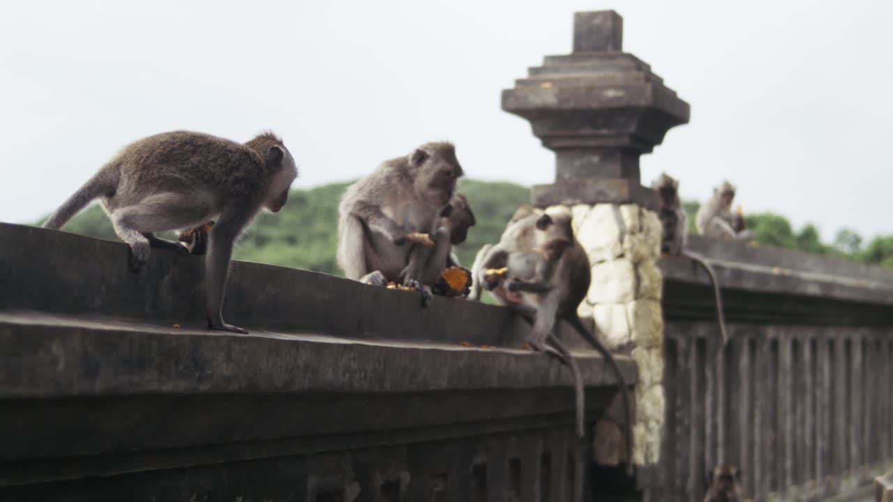Monkey climbing stone carvings on temple wall in Indonesia, slow motion