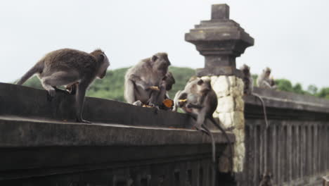 monkey climbing stone carvings on temple wall in indonesia, slow motion